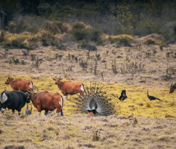 Alas Purwo National Park