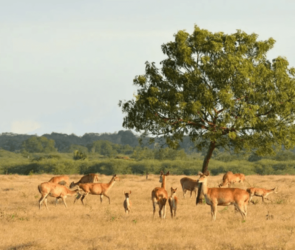 Baluran National Park