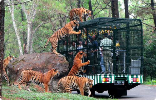 Prigen Safari Park Image